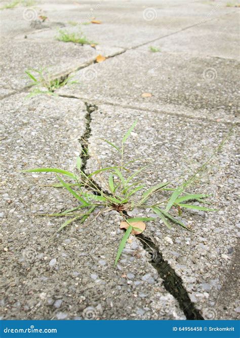 Green Grass Growing From Crack In Old Asphalt Pavement Stock Photo