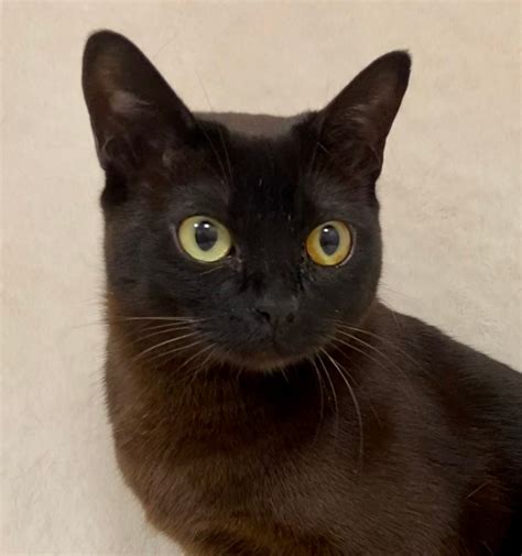 hermia  adopted happy cats haven