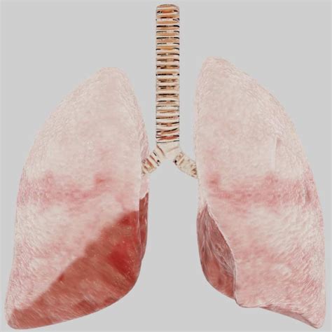 Lungs 3d Model Rigged And Low Poly Team 3d Yard