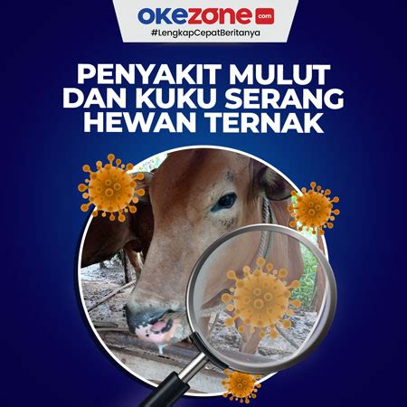 Penyakit Mulut Dan Kuku Serang Hewan Ternak 0 Foto Okezone Infografis