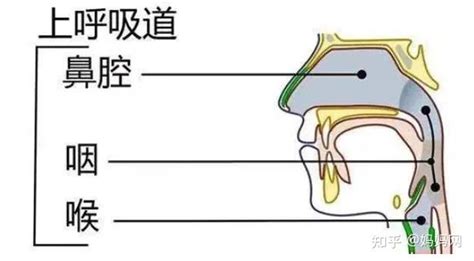 五一后，全国都在咽喉炎？症状跟第一次阳差不多，“二阳”来袭？ 知乎