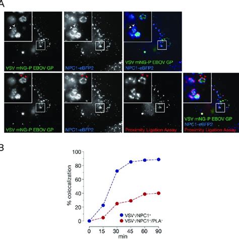 Development Of An Ebov Gp Npc Binding Assay In Intact Cells By In Situ