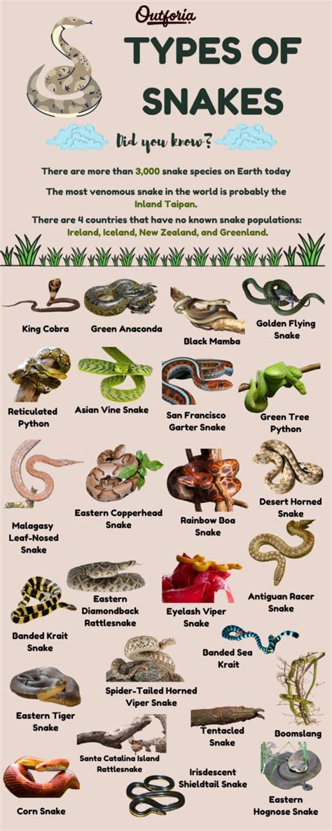 25 Amazing Types Of Snakes Photos Fun Facts And More