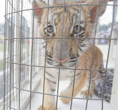 Live Tiger Mascot Obie Makes Appearance At First Massillon Football Game