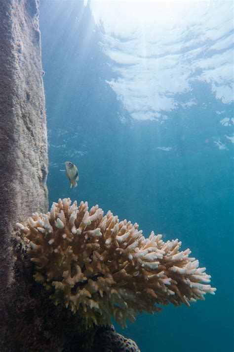 Blue Planet Episode 3 Coral Reefs Exploring Our Oceans