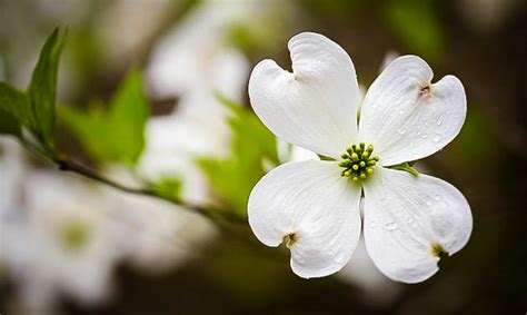 White Dogwood For Sale Online | The Tree Center™