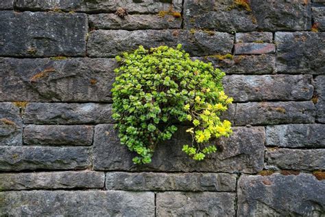 Planta Carnuda De Pedra Da Colheita Que Cresce Na Parede De Pedra Velha