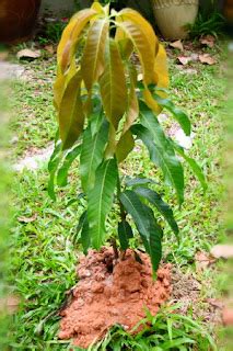 Cara Menanam Bibit Pohon Mangga Cangkokan - Toko Tanaman