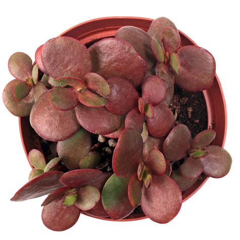 Crassula Pubescens Subsp Radicans Large Red Carpet Stonecrop