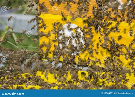 Artificial Bee Hives For The Production Of Honey And Royal Jelly