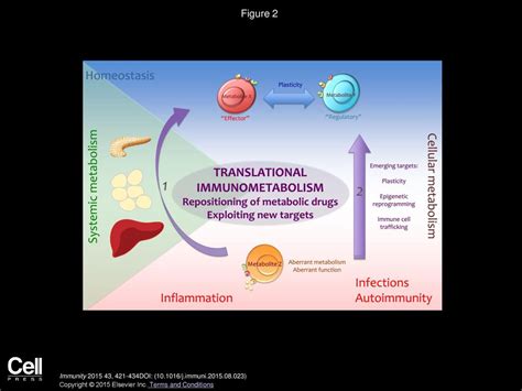 The Cellular And Molecular Basis Of Translational Immunometabolism