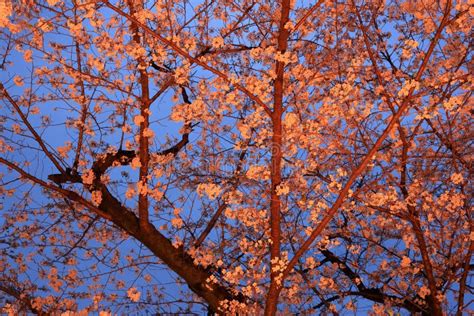 Parque De Chidorigafuchi Con Flor De Cerezo De Primavera Sakura En La