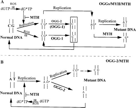 A Model For Bipartite Antimutagenic Processing Of Oxog A G Formed