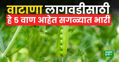 Planting Peas वाटाणा लागवडीचा विचार करताय तर या टॉप 5 वाणांची लागवड करा मिळेल भरघोस उत्पन्न