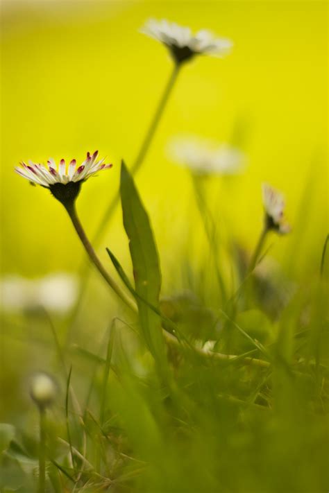 Flor Margarida Planta Foto Gratuita No Pixabay Pixabay