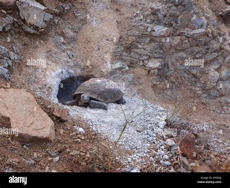 Desert tortoise (Gopherus agassizii) at burrow Stock Photo - Alamy