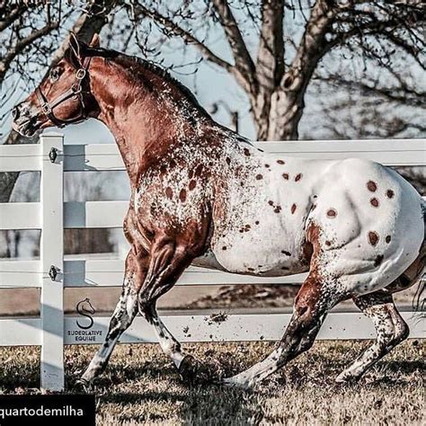 7 tips for safely lunging your horse – Artofit