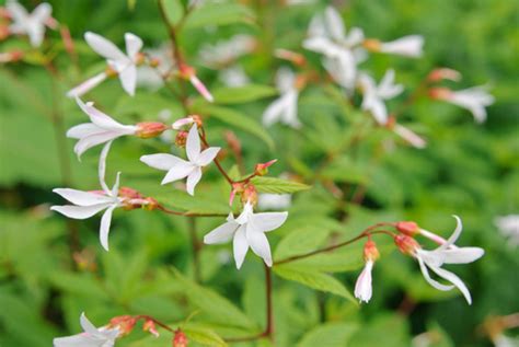 Gillenia Trifoliata Bowman S Root