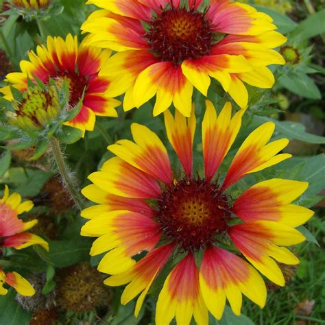 50 Giant Gaillardia Garden Flower Seeds Welldales