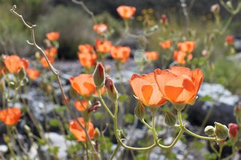 Sphaeralcea Ambigua Desert Mallow