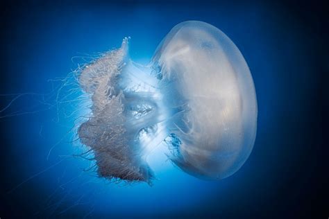 Photo Sous Marine Photographe Sous Marin Coquillage Sur Le Sable Du