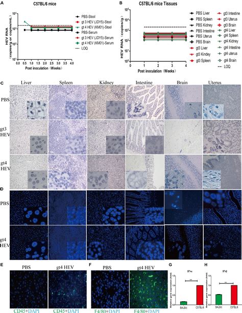 Frontiers Balbc Mouse Is A Potential Animal Model System For