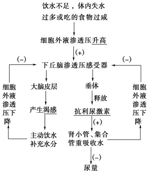 【配套k12】2019版高考生物一轮复习第8单元生物个体的稳态第2讲体温调节水和无机盐调节血糖调节学word文档在线阅读与下载免费文档