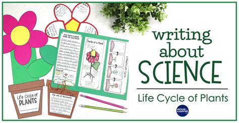 Plant Life Cycle Poster Life Cycle Of A Flower Teach 46 Off