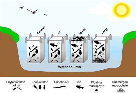 Experimental Design Used In The In Situ Experiment In The Cursaí