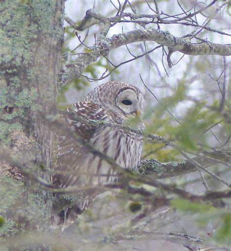 Ebird Qu Bec Checklist Jan Parc Lin Aire De La Rivi Re St