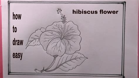 How To Draw Hibiscus Easy Hibiscus Flower Hibiscus Flower Drawing YouTube