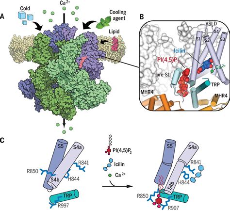 Structural Basis Of Cooling Agent And Lipid Sensing By The Cold