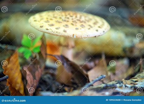 Wild Mushroom In The Forest Of Vancouver Island British Columbia Stock