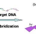 Schematic Illustration Of The Photoelectrochemical DNA Hybridization