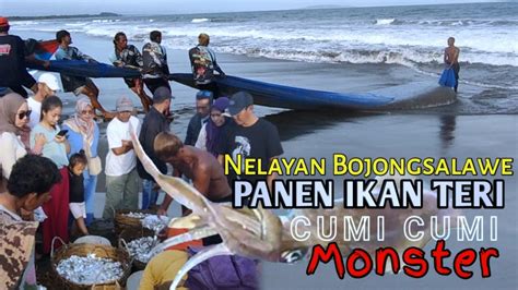 Nelayan Pantai Bojongsalawe Panen Ikan Teri Dan Dapat Cumi Cumi Besar