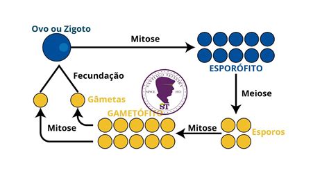 Ciclos De Vida Unidade E Diversidade Biologia🐪 O Mundo Das Apostas Nunca Foi Tão Emocionante