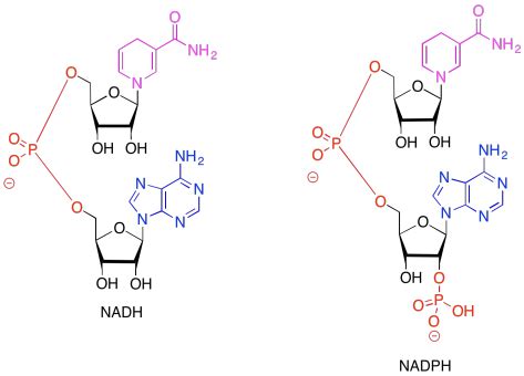 Nadph Structure