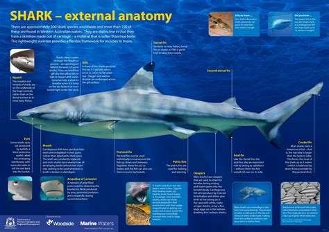 External Anatomy Of A Shark - Anatomical Charts & Posters