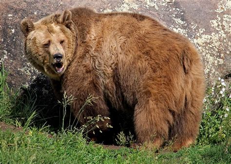 Hd Wallpaper Grizzly Bear Montana Bozeman Montana Grizzly Encounter