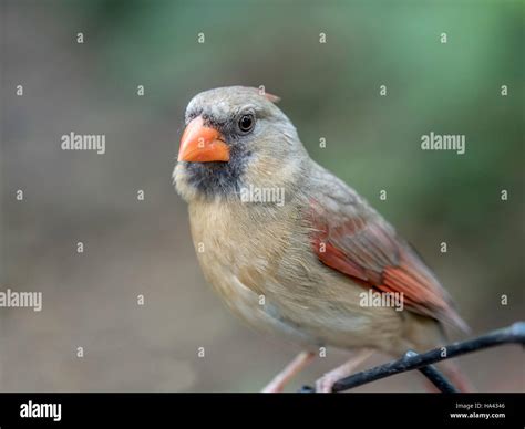 Northern Cardinal Cardinalis Cardinalis Is A North American Bird In