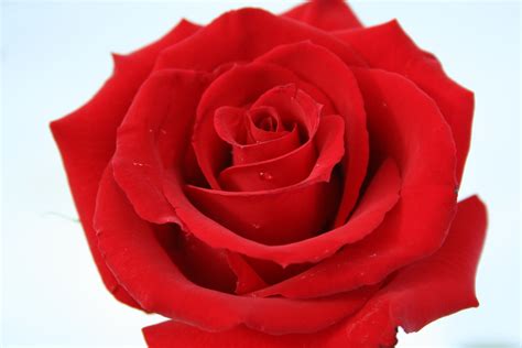 Free photo: Red Rose - Beautiful, Blooming, Blossom - Free Download