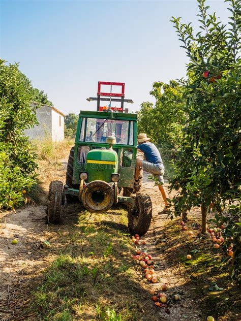 Trattore Che Lavora Sul Campo Durante La Raccolta Delle Mele Immagine