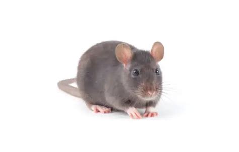 How Many Rats in New York City? - pestwhisperer.com