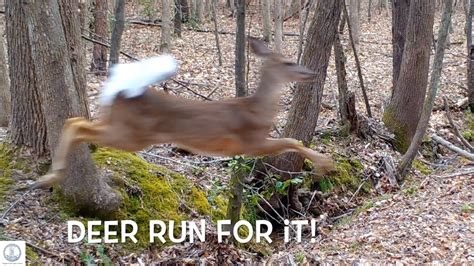 Raccoon Hunts In Creek Deer Running Fast To Jump Creek Lots Of Deer