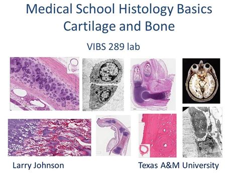 Medical School Histology Basics Cartilage And Bone Youtube