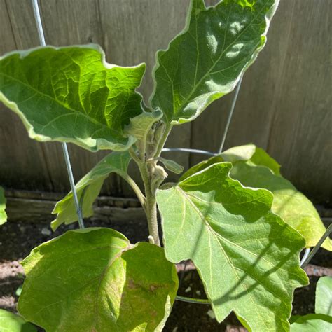 Why Are There Brown Spots On My Eggplant Leaves 🍆