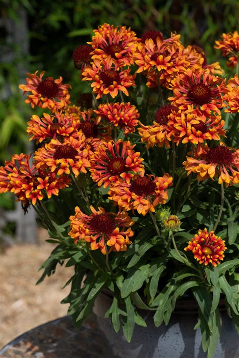 Gaillardia X Grandiflora Fanfare Amber Glow Proctors Nursery