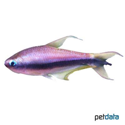 Emperor Tetra Nematobrycon Palmeri Pet Wiki