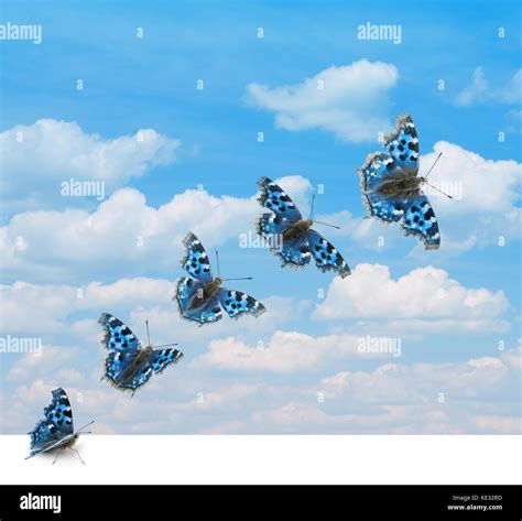 Several Positions Of Butterfly Takeoff In Sky Stock Photo Alamy