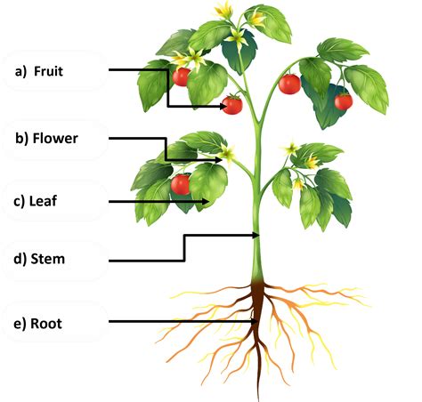 Parts Of A Plant To Label